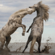 “Stallions Playing.” This year’s grand prize winner of the Nature Conservancy’s annual photo contest.